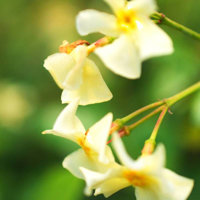 Jasmin étoilé Star of Toscane® 'Selbra' à fleurs Jaune - feuillage Persistant - Godet - 5/20 cm-  hauteur à maturité De 3,00 m à 5,00 m - Image 1