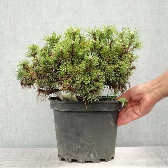 Pinus nigra Agnes Brégeon - Pin noir Pot de 6L/7L - Image 2