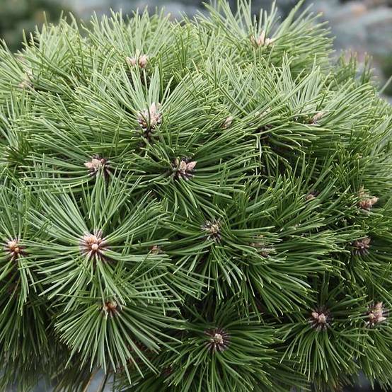 Pinus nigra Agnes Brégeon - Pin noir Pot de 6L/7L - Image 1
