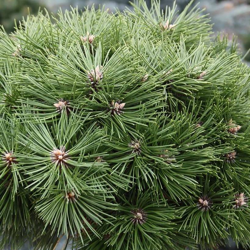 Pinus nigra Agnes Brégeon - Pin noir  Pot de 6L/7L
