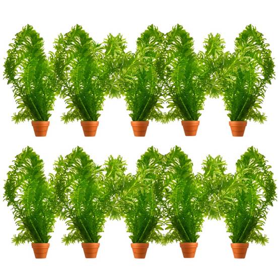 0 - Élodée - Elodea densa - 10 pièces - Plante Oxygénante - Bassin - Image 1