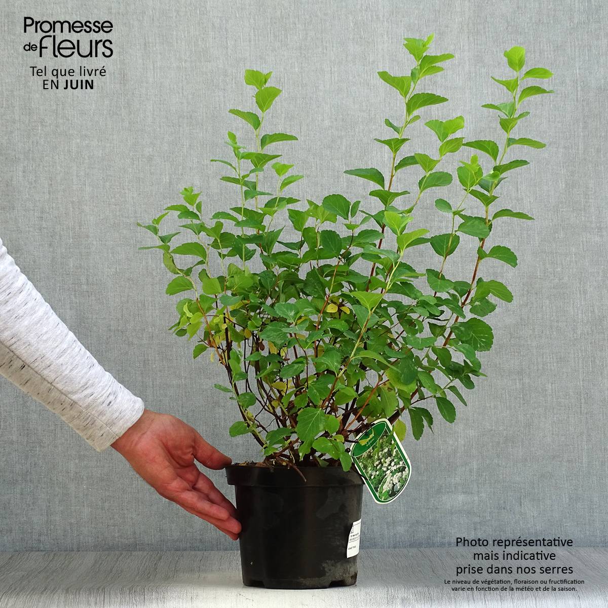 Spirée à feuilles de bouleau Tor - Spiraea betulifolia Pot de 3L/4L - Image 2