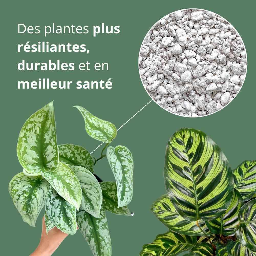 Perlite Horticole - Perlite pour plante - 4L - Image 6