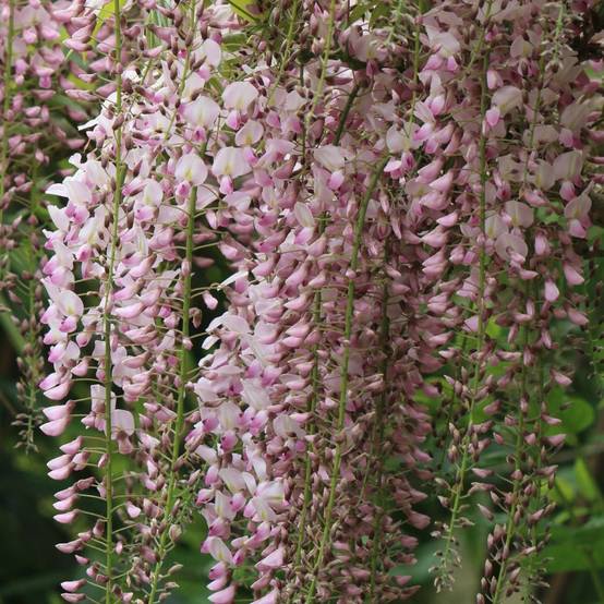 Glycine du Japon Rosea à fleurs Rose - feuillage Caduc - Godet - 5/10 cm- hauteur à maturité De 5,00 m à 10,00 m - Image 1