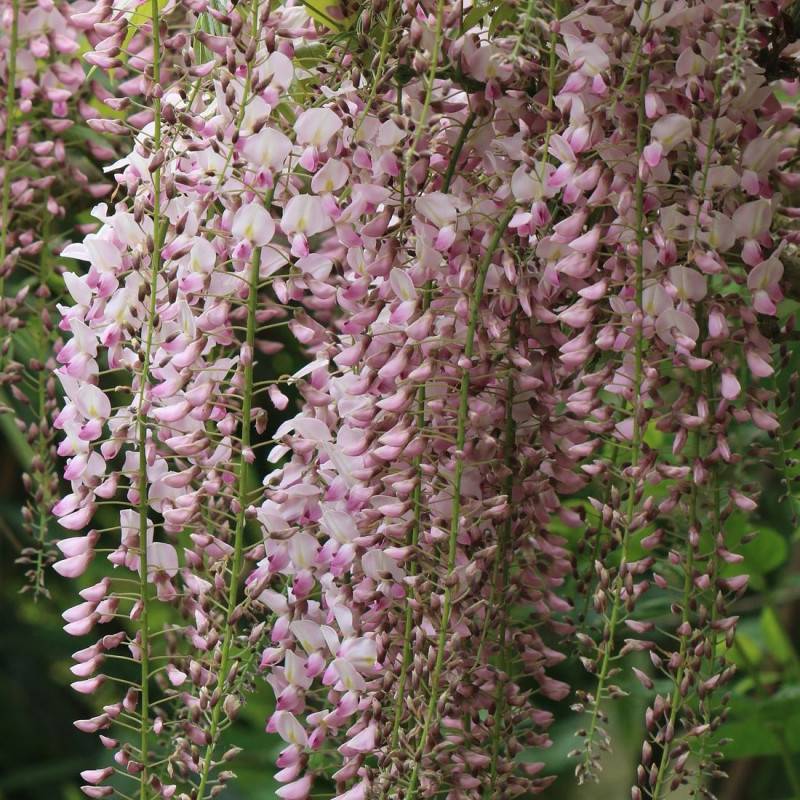 Glycine du Japon Rosea à fleurs Rose - feuillage Caduc - Godet - 5/10 cm-  hauteur à maturité De 5,00 m à 10,00 m - Image 1
