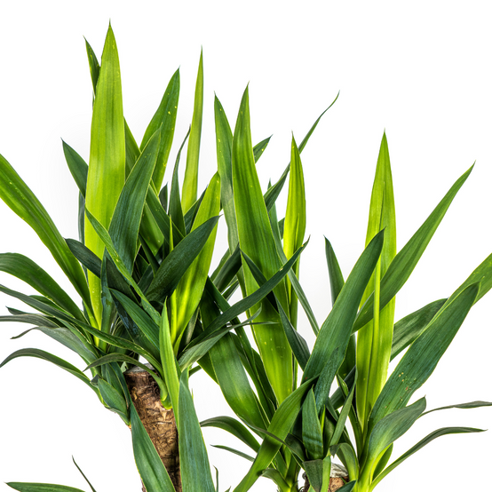 Yucca Elephantipes Ramifiée - H60cm - Image 2