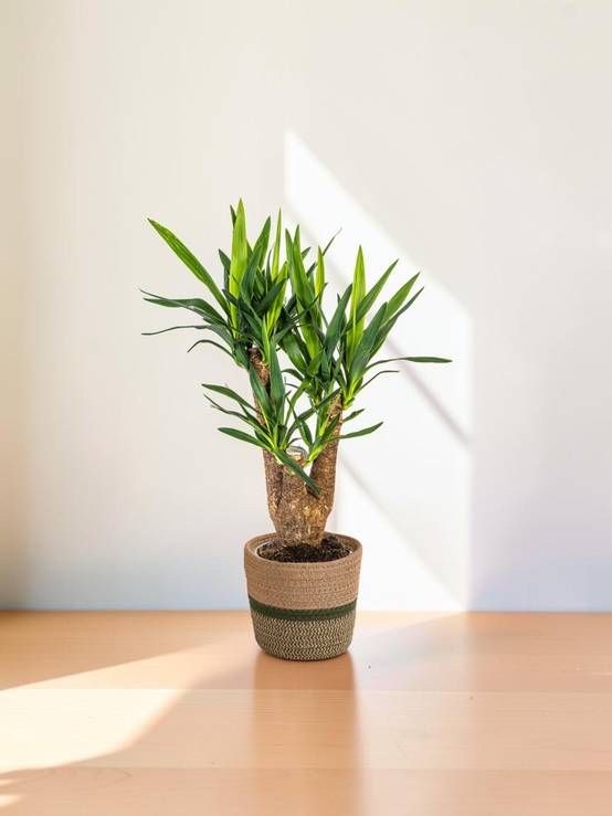 Yucca Elephantipes Ramifiée - H60cm - Image 1
