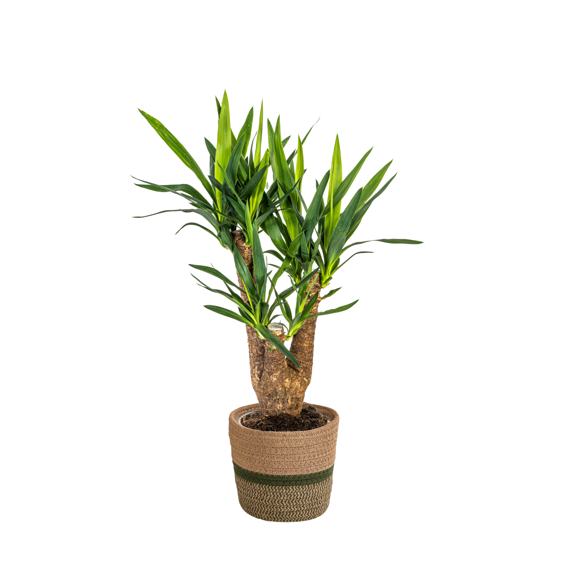 Yucca Elephantipes Ramifiée - H60cm - Image 4