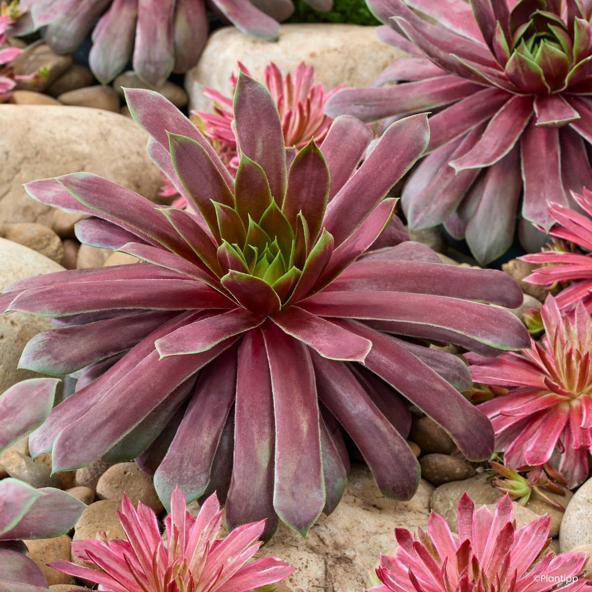 Promesse de Fleurs - Sempervivum Chick Charms Giant Emerald Explosion - Joubarbe Pot de 1L/1,5L