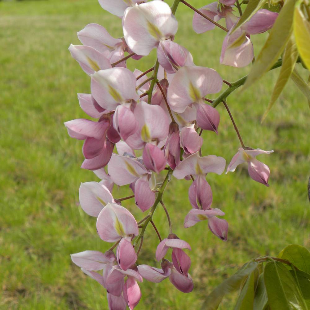 Promesse de Fleurs - Wisteria venusta Rosea - Glycine du Japon Pot de 2L/3L, Plant greffé de + de 18 mois