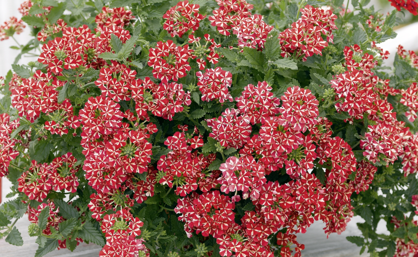 Verveine Estrella Voodoo Red Star Mini-motte Ø 3/4 cm (par 5) - Image 2
