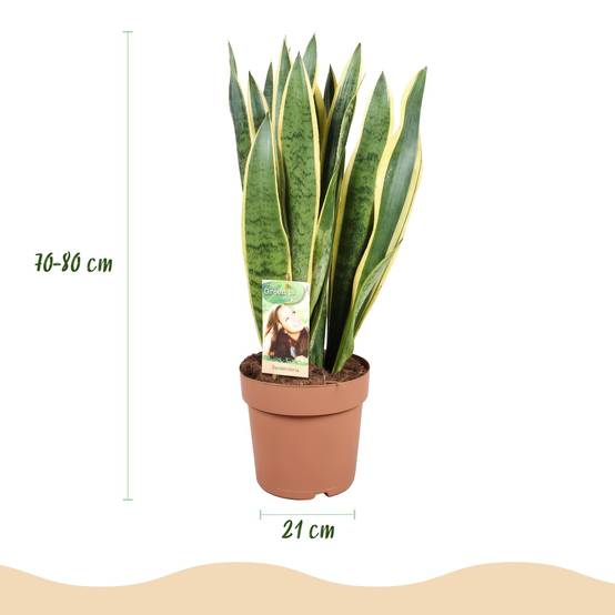 Sansevieria Laurentii - H75cm - Image 3
