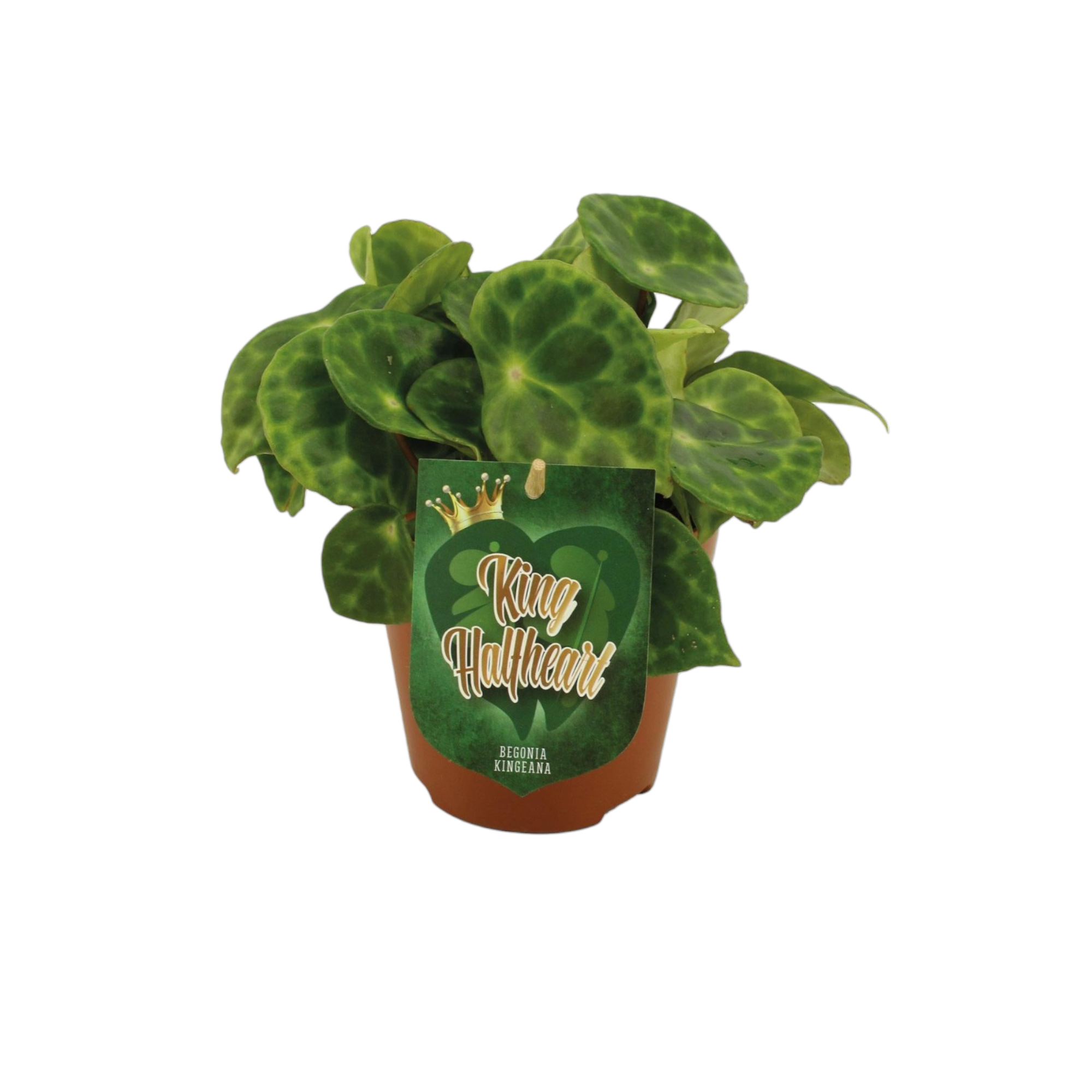 Begonia Kingiana 20cm - Plante d'intérieur- La Green Touch - Image 1