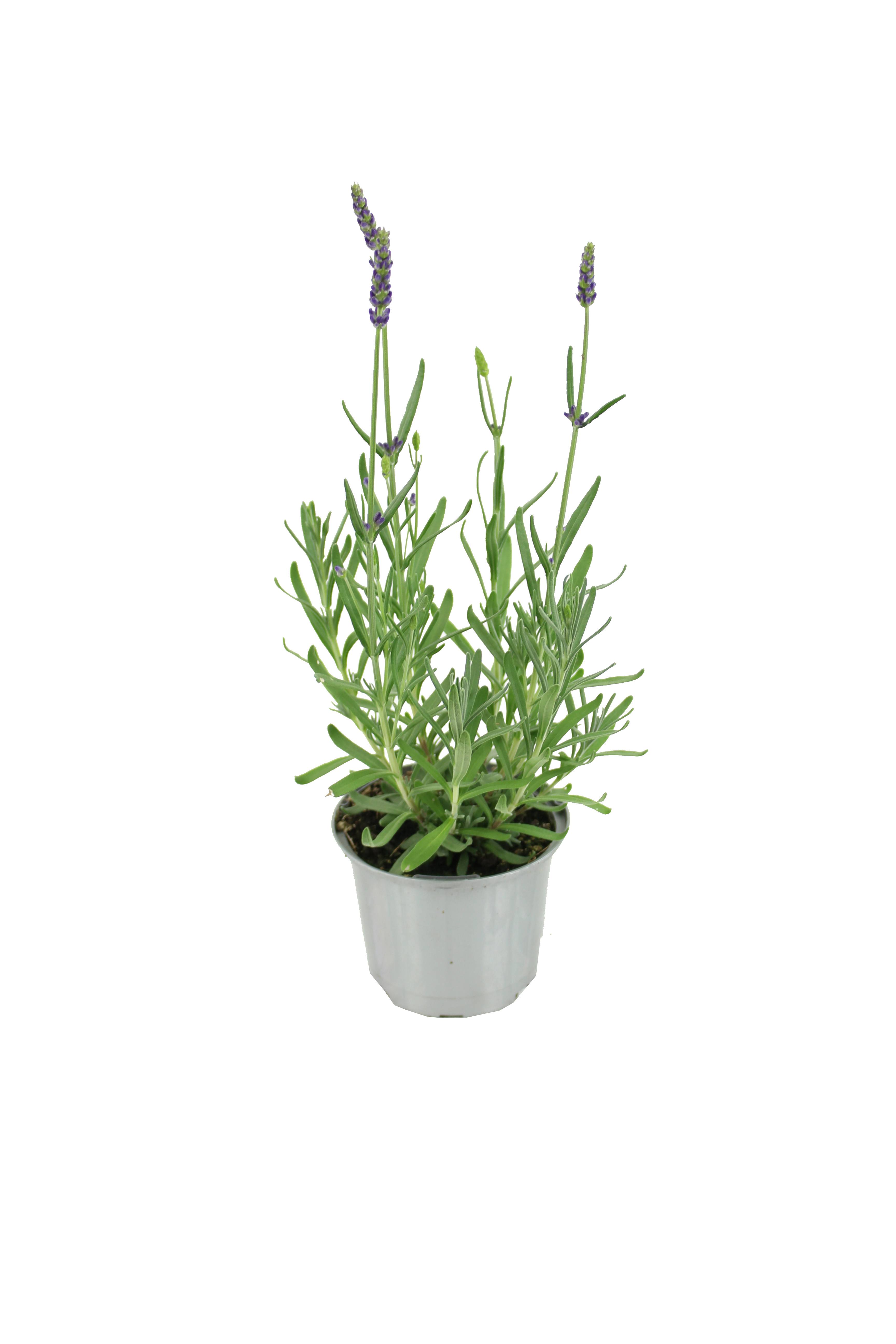 Lavande Angustifolia  pot 10,5 cm - Image 1