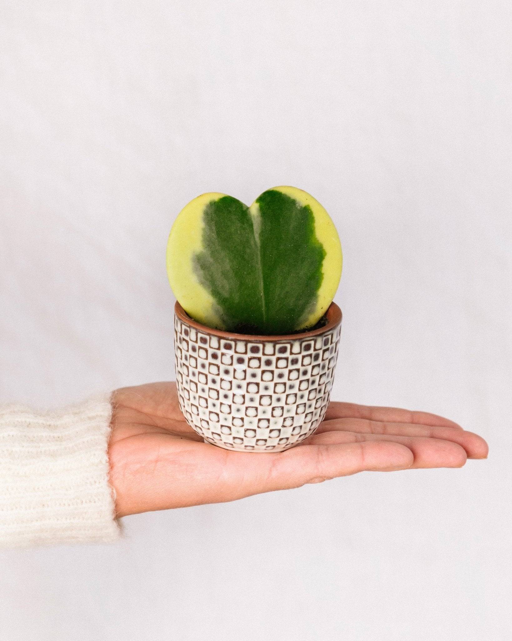 Mini Hoya coeur variegata 15cm - Plante d'intérieur- La Green Touch - Image 2