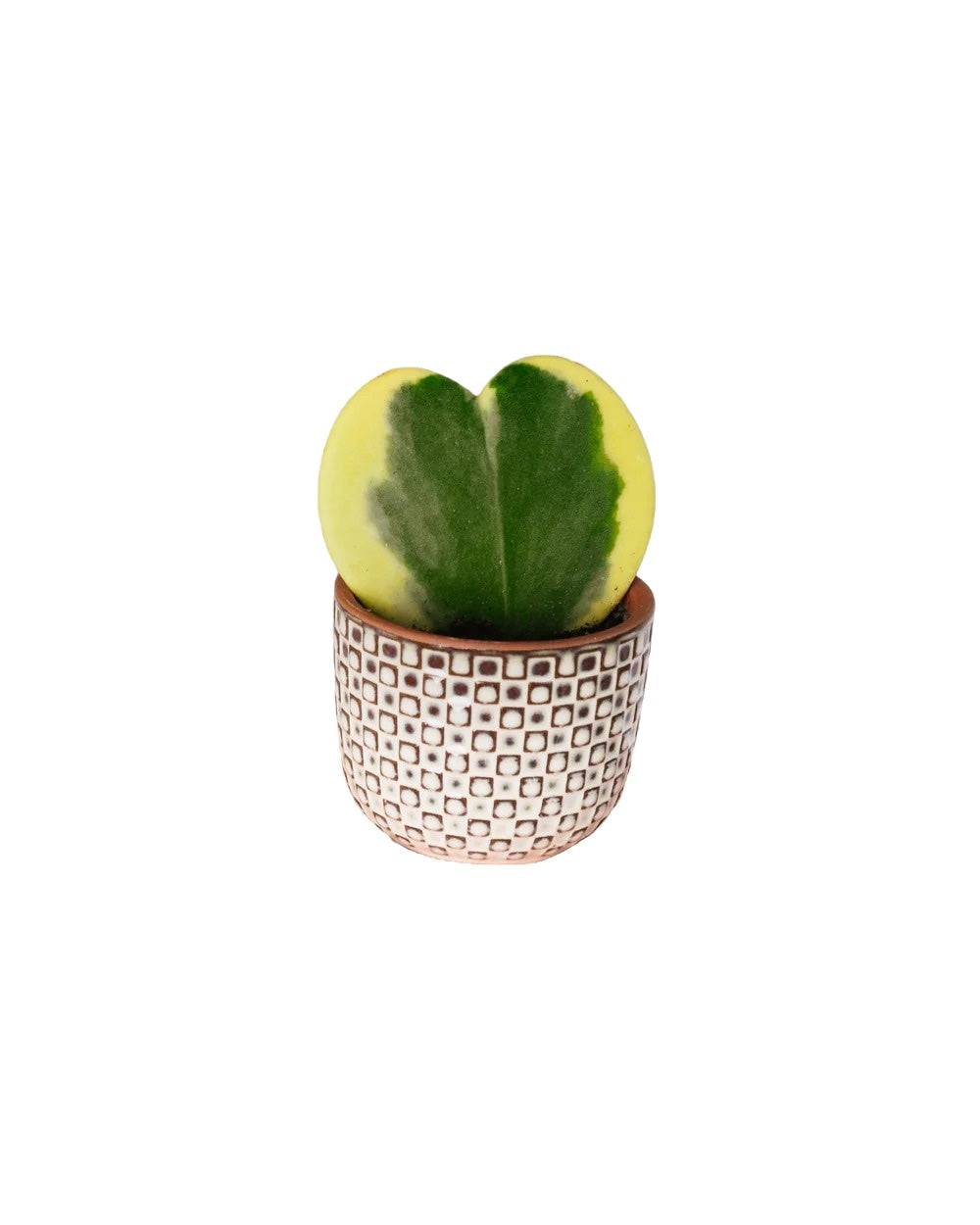 Mini Hoya coeur variegata 15cm - Plante d'intérieur- La Green Touch - Image 1
