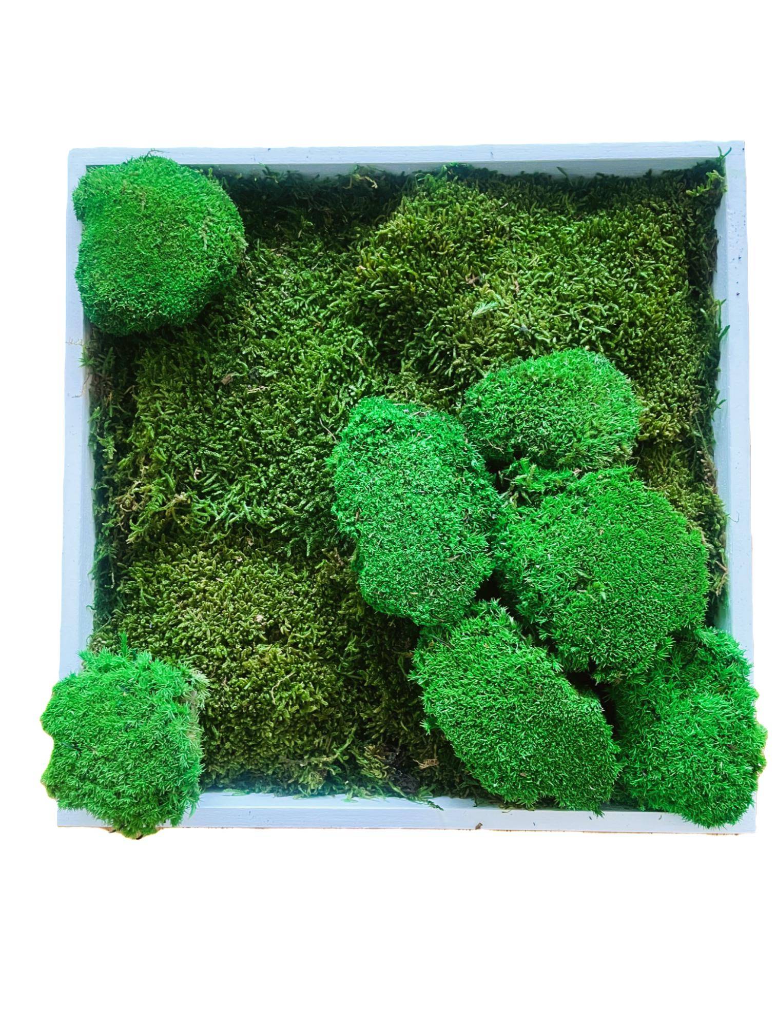 Tableau végétal stabilisé Musu- tableau végétal - décoration d'intérieur -35*35 cm