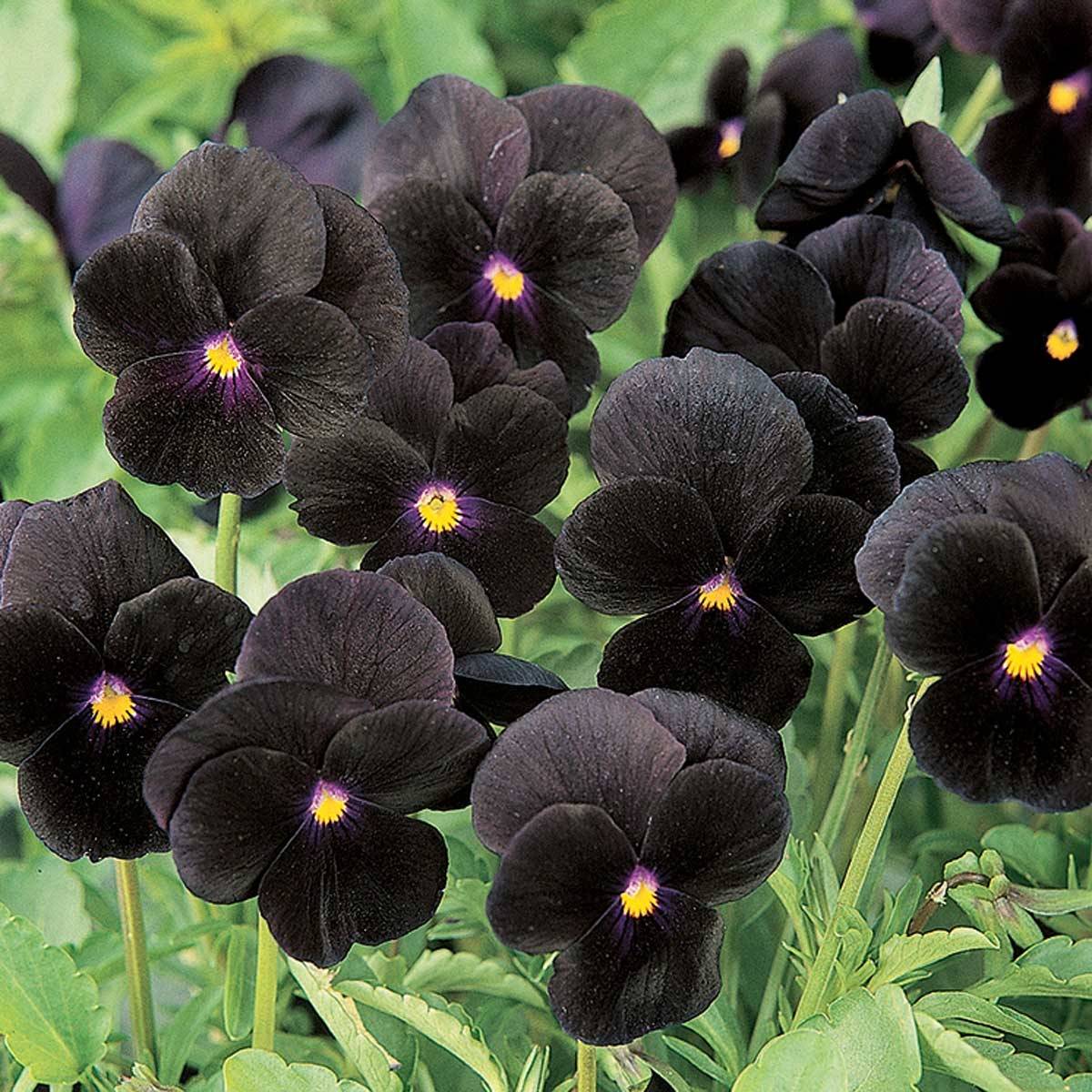 Promesse de Fleurs - Violette cornue Sorbet Black Delight Mini-motte Mini-motte Ø 3/4 cm (par 5)
