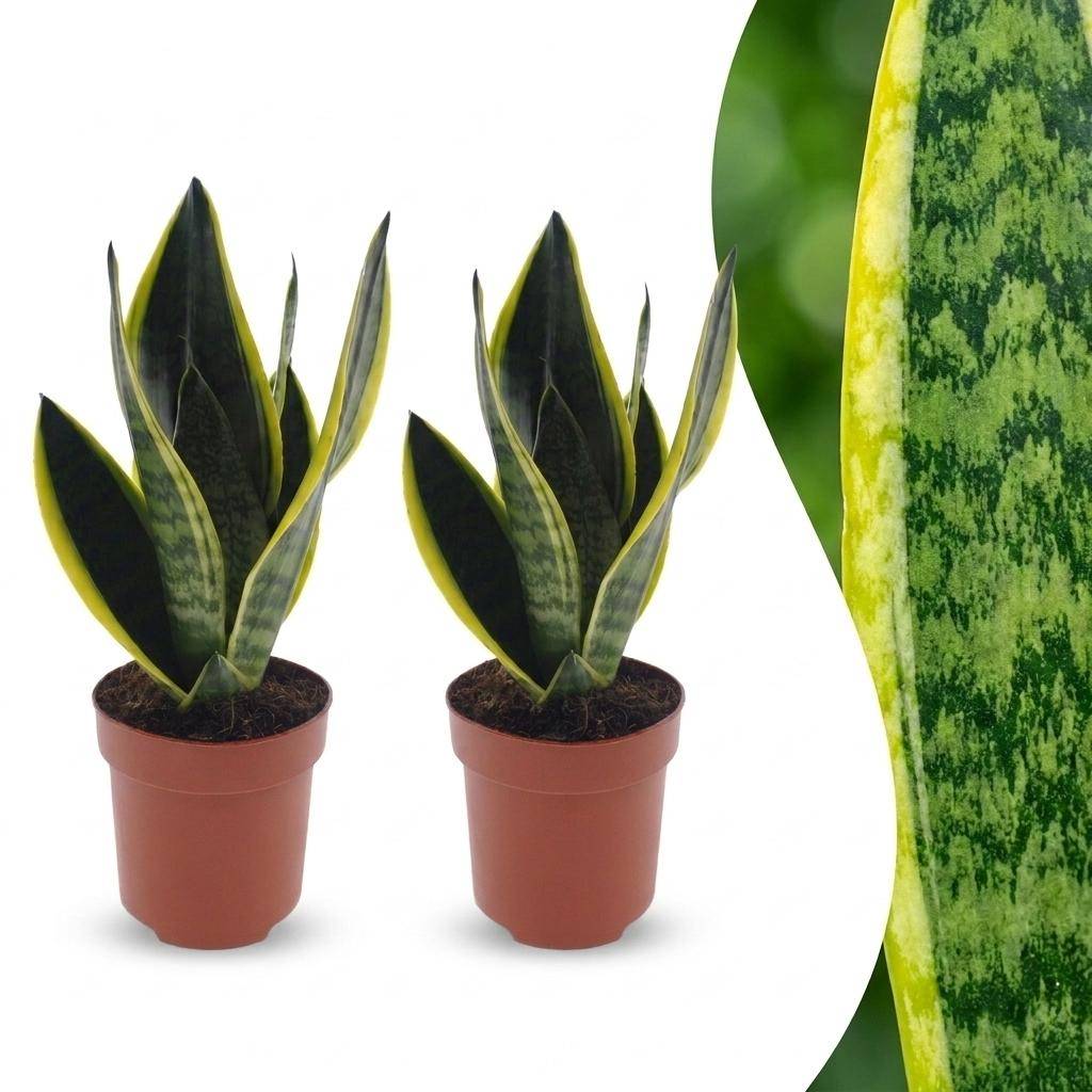 Sansevieria Futura Superba - Langue de belle-mère - Pot de 12cm - 1 plante - Plantes d'intérieur - Image 10