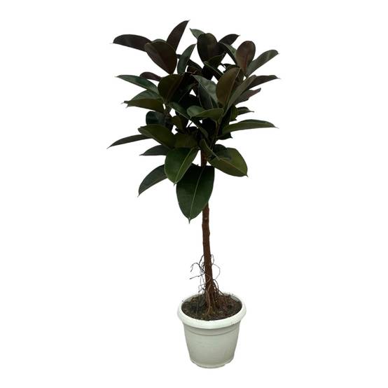 La Green Touch - Ficus Elastica Robusta Stam - D24 H120cm