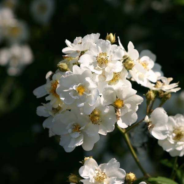 Promesse de Fleurs - Rosier liane Bobbie James Racines nues en motte