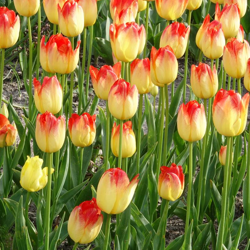 Promesse de Fleurs - Tulipe Triomphe Suncatcher Bulbe calibre 11+ (par 10)