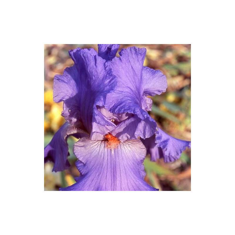 Iris des jardins Falbala à fleurs Bleue/ - feuillage Caduc - Godet - 5/20 cm - Image 1