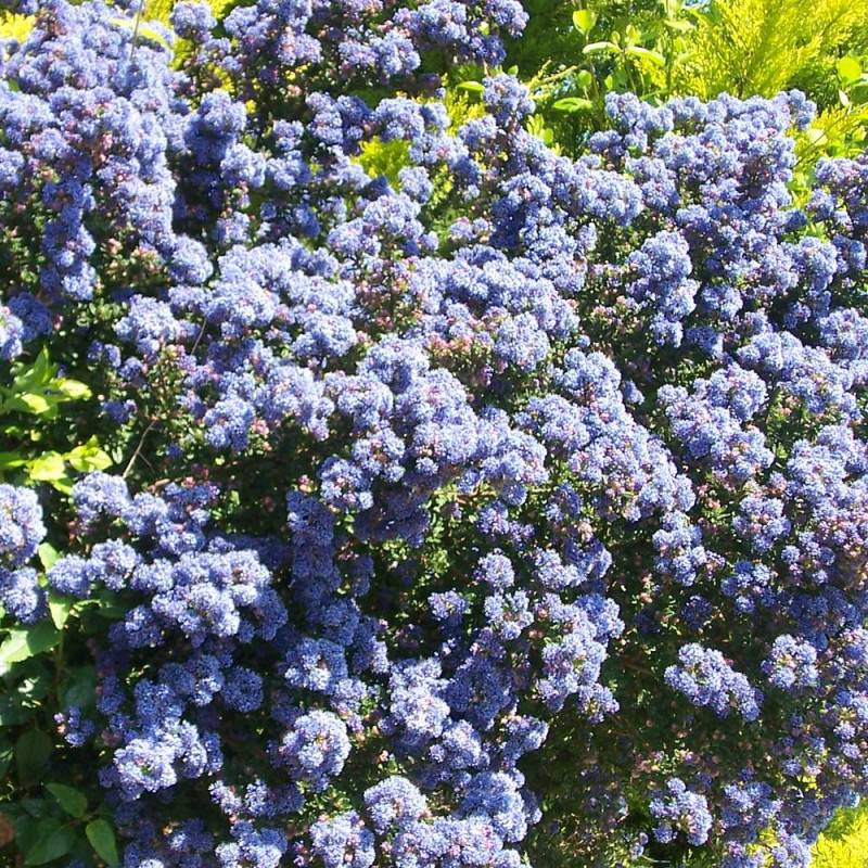 Céanothe, Lilas de Californie Victoria à fleurs Bleue/ - feuillage Persistant - Pot de 3L - 20/40 cm - Image 1