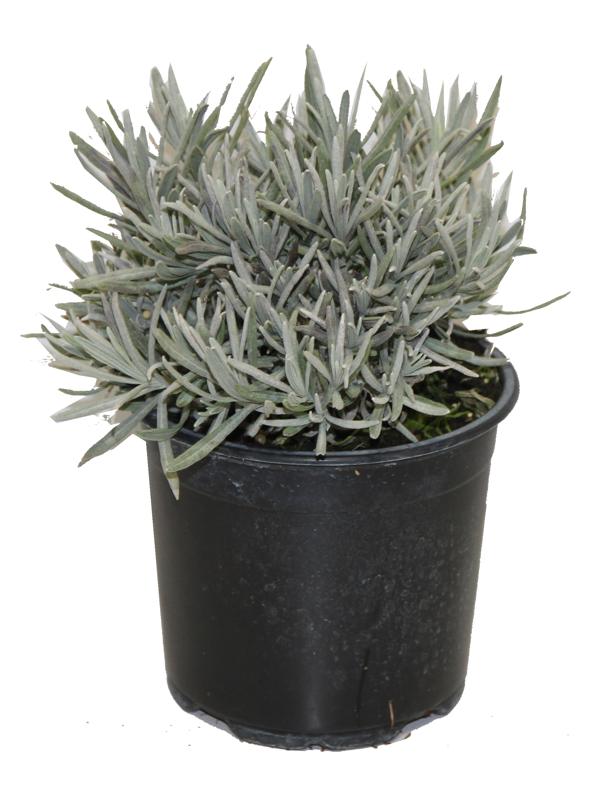 Lavande aromatique pot 14 cm