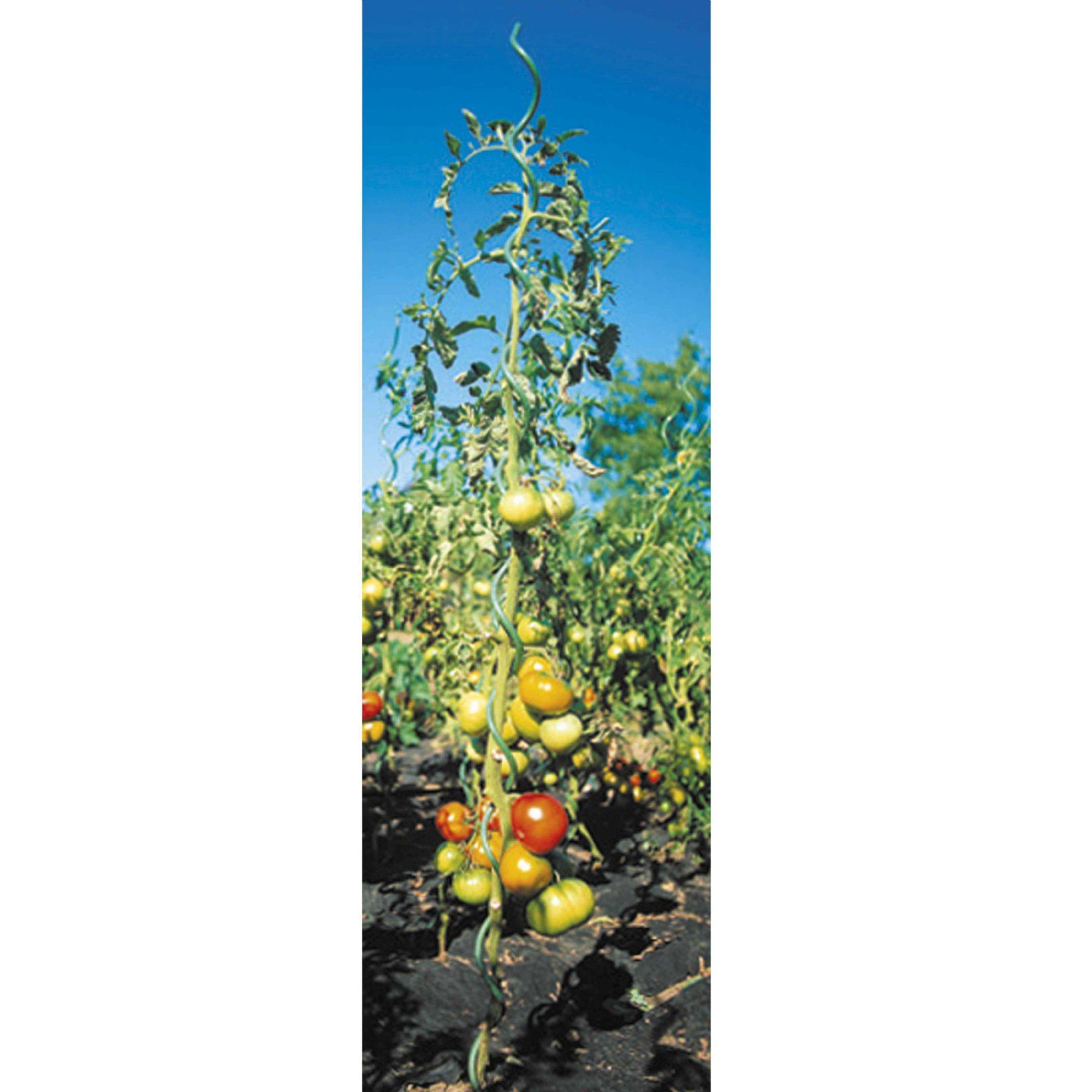 Lot 5 tuteurs spirales en acier vert  1,8m  WERKA PRO - Image 3