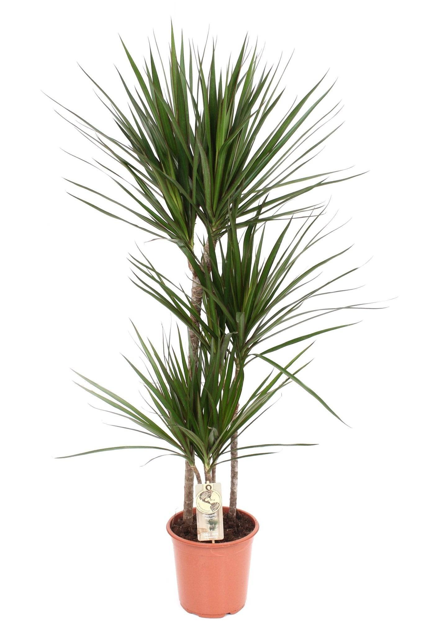 La Green Touch - Dracaena Marginata 80cm - Plante d'intérieur- La Green Touch - Image 1