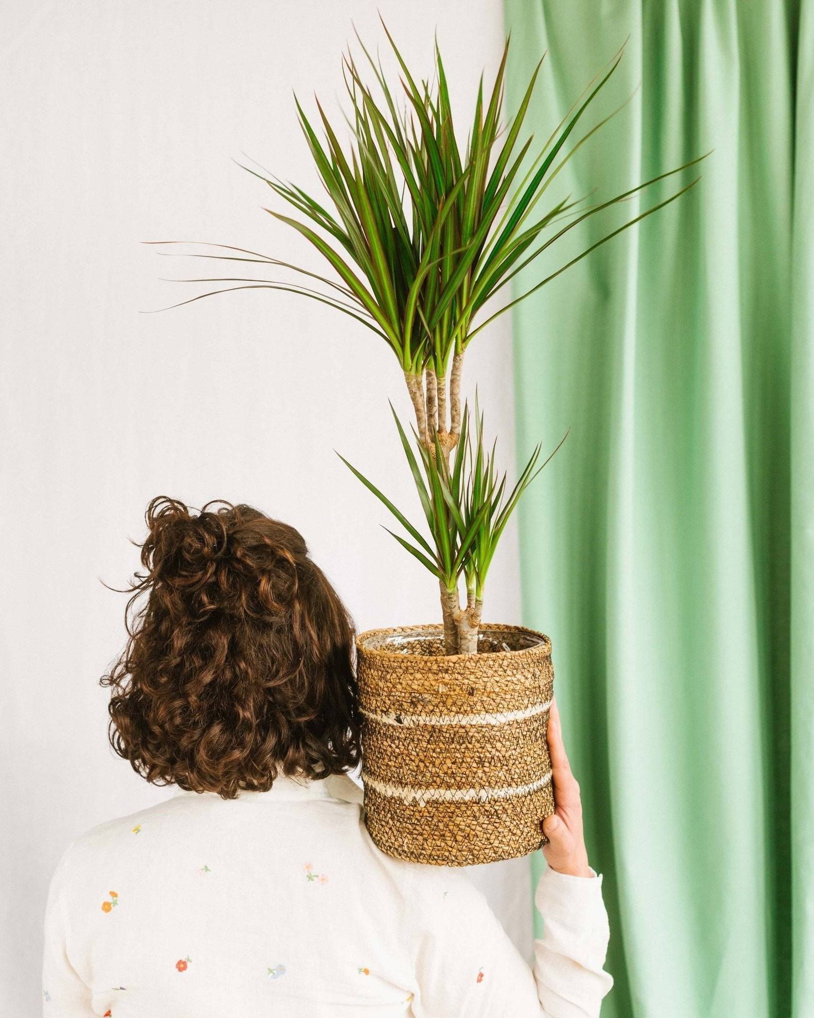 La Green Touch - Dracaena Marginata 80cm - Plante d'intérieur- La Green Touch - Image 2
