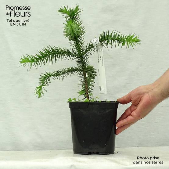 Araucaria araucana (imbricata) - Désespoir des singes Pot de 3L/4L - Image 2
