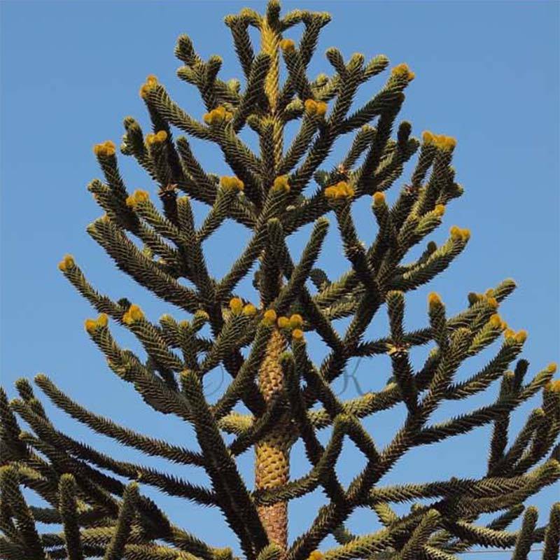 Araucaria araucana (imbricata) - Désespoir des singes Pot de 3L/4L - Image 1