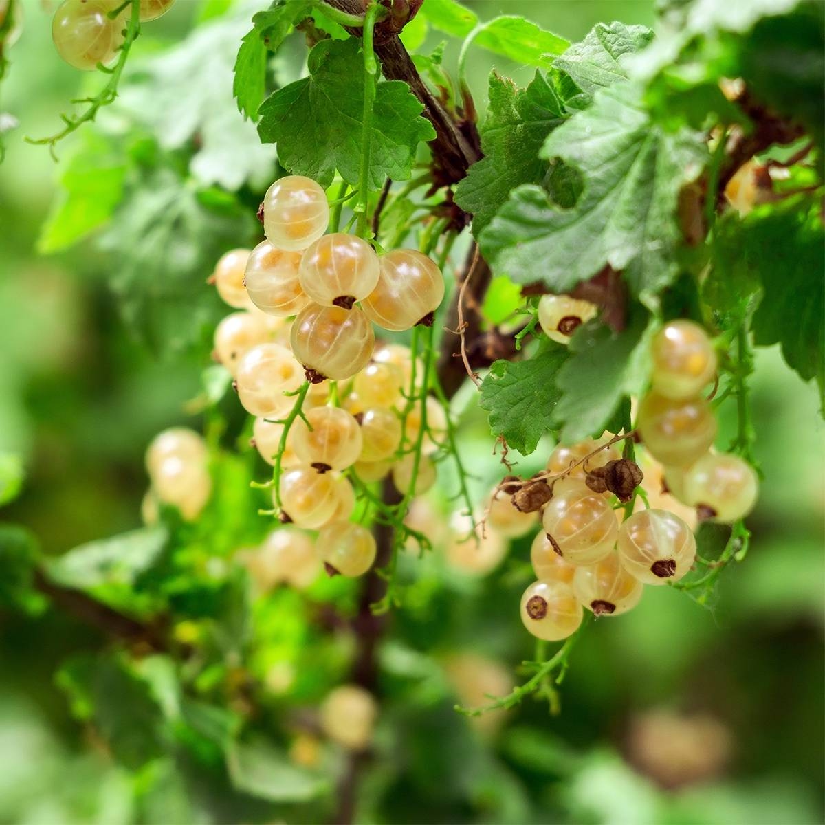 Groseillier à grappes blanches Witte Parel ou White Pearl - Ribes rubrum Pot de 1,5L/2L, Buisson