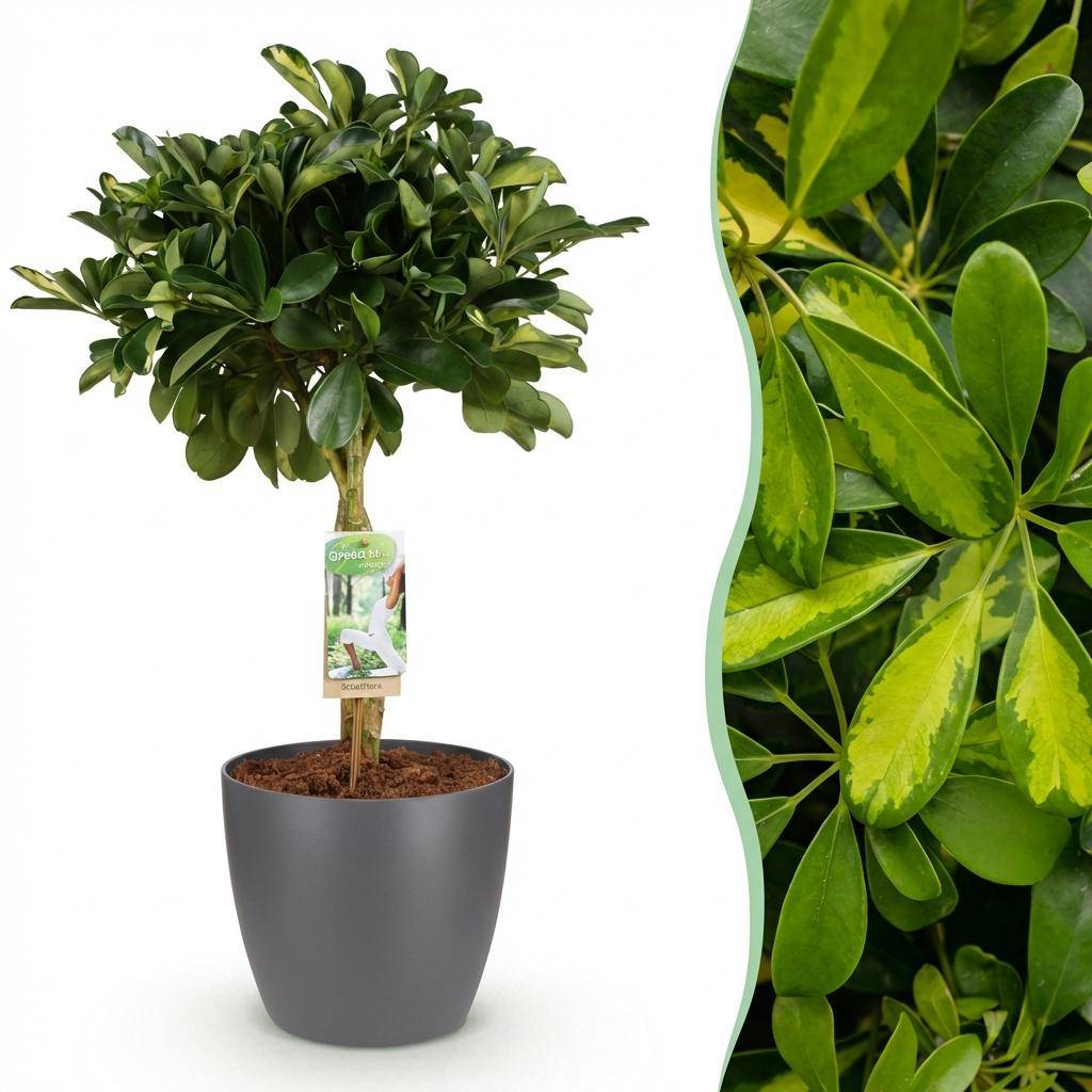 Schefflera Doré Capelle - H75cm - Image 2
