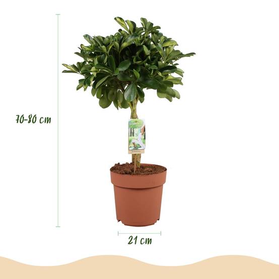 Schefflera Doré Capelle - H75cm - Image 3