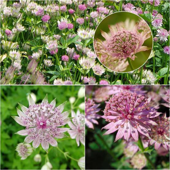 Collection de 3 astrances roses - Astrantia major - Collection de 3 plantes
