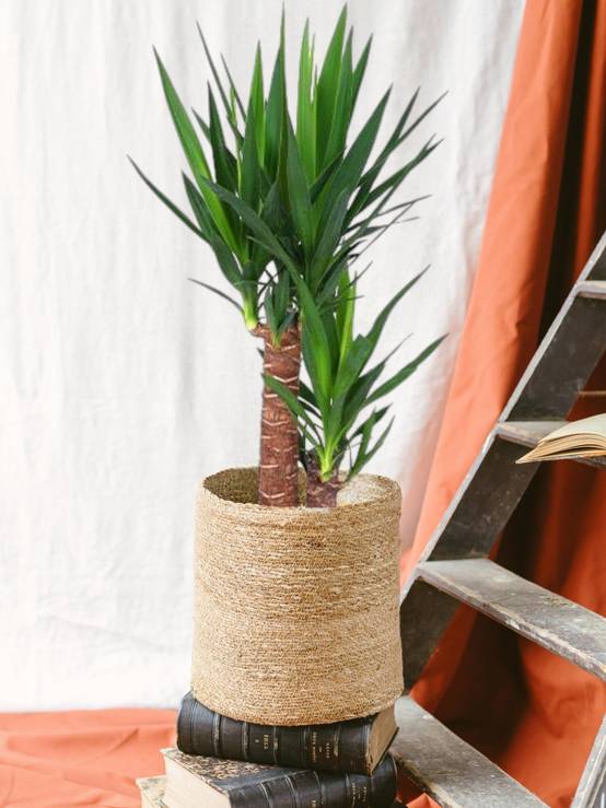 Yucca 80cm - Plante d'intérieur- La Green Touch - Image 2