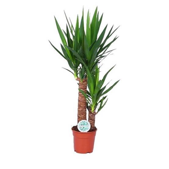 Yucca 80cm - Plante d'intérieur- La Green Touch - Image 1