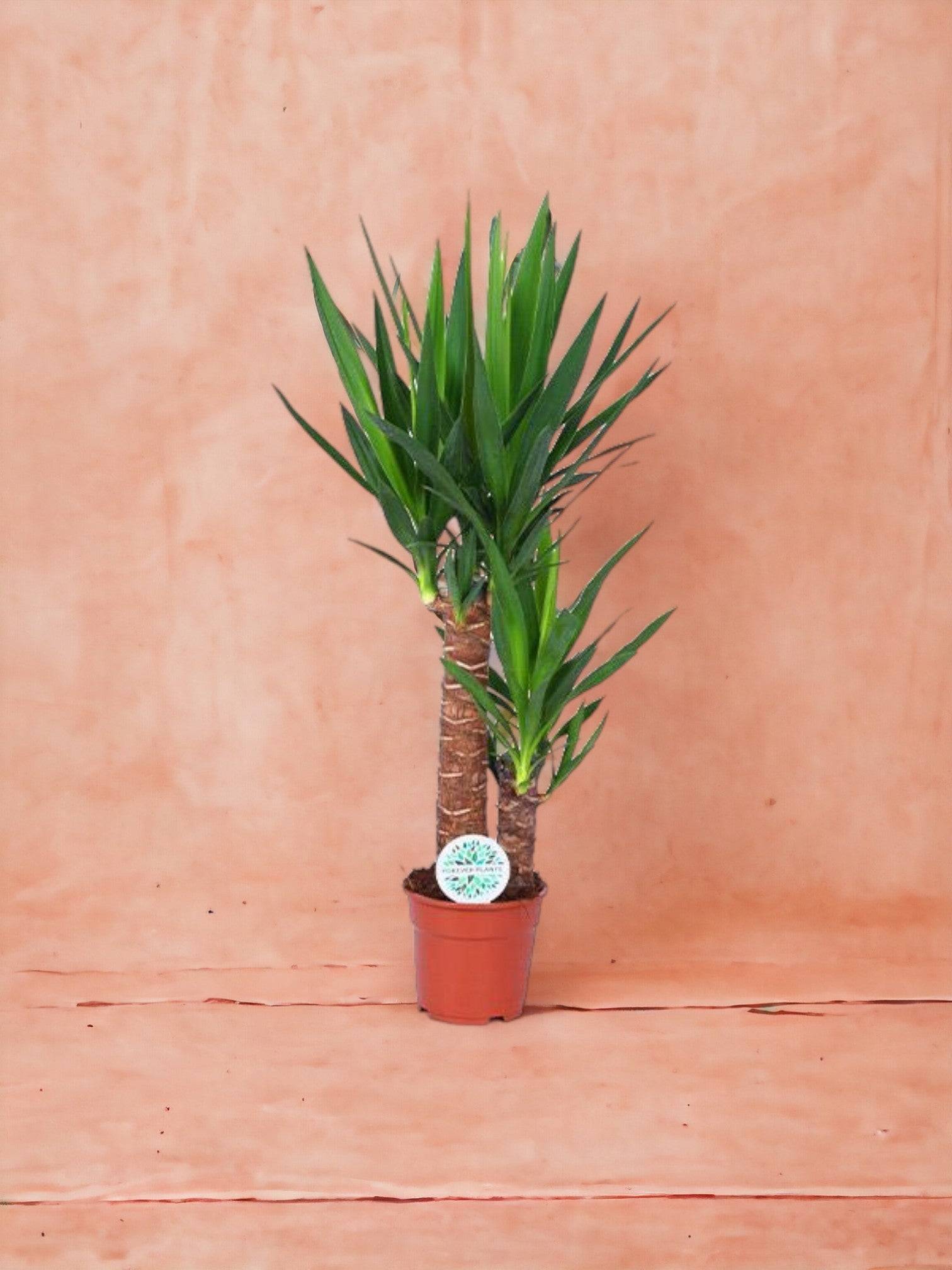 Yucca 80cm - Plante d'intérieur- La Green Touch - Image 4
