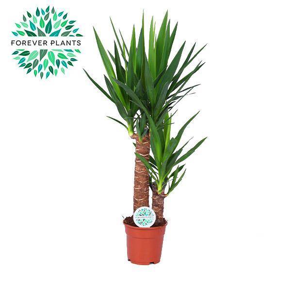 Yucca 80cm - Plante d'intérieur- La Green Touch - Image 3