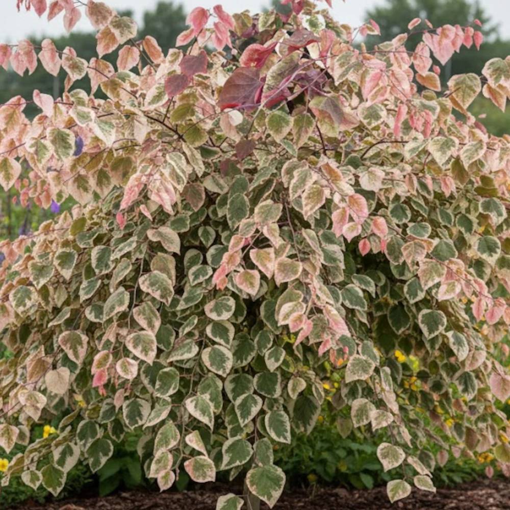 Cercis du Canada Carolina Sweetheart® NCCC1', Arbre de Judée, Gainier du Canada à fleurs Rose/ - feuillage Caduc - Pot de 15L - Baliveau - Image 1