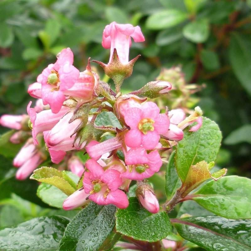 Escallonia organiensis à fleurs Rose - feuillage Persistant - Pot de 4L - 20/40 cm-  hauteur à maturité De 1,00 m à 1,50 m - Image 1