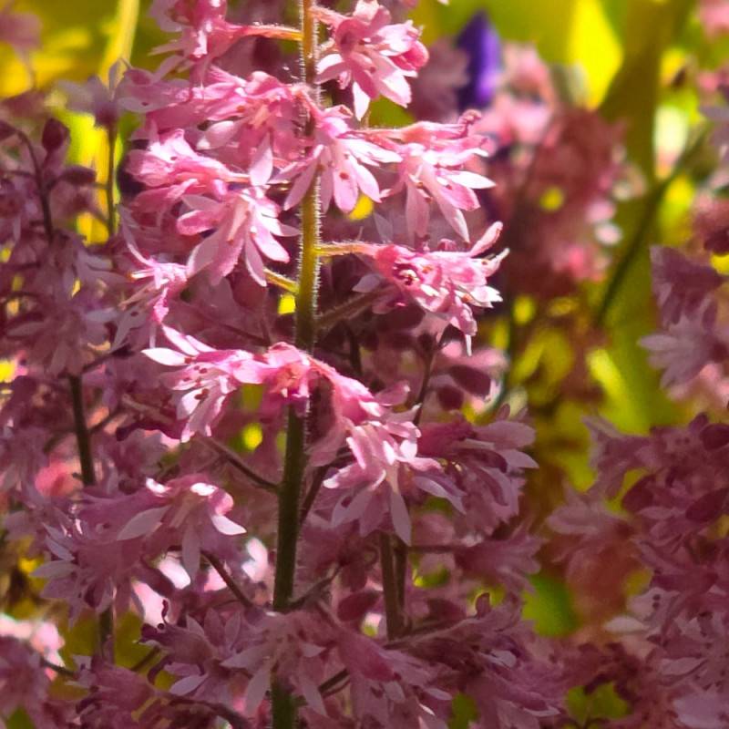 Heucherella Pink Revolution® à fleurs Rose/ - feuillage Semi-Persistant - Godet - 5/20 cm - Image 4