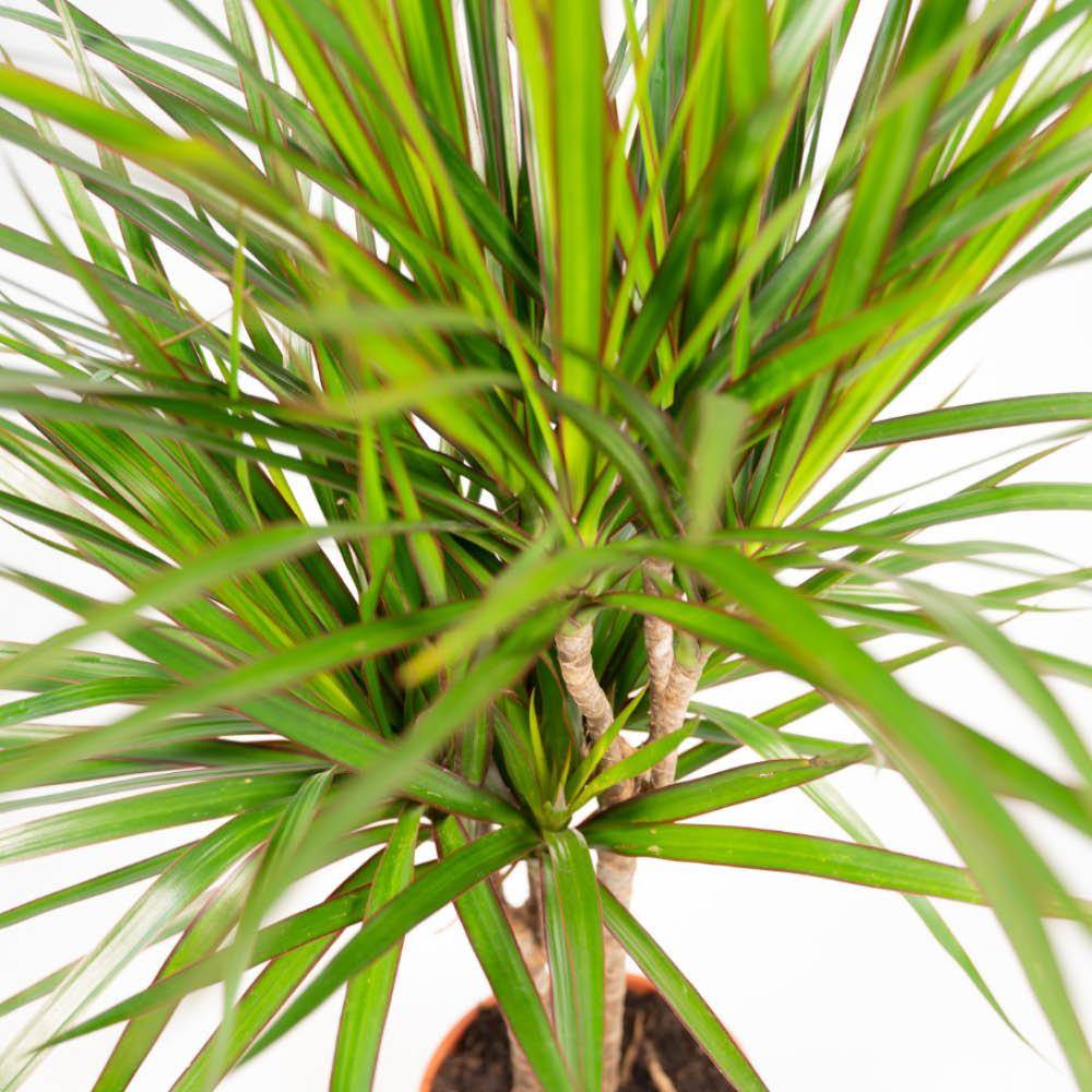 La Green Touch - Dracaena duo de plantes h120cm 120cm - Plante d'intérieur- La Green Touch - Image 4