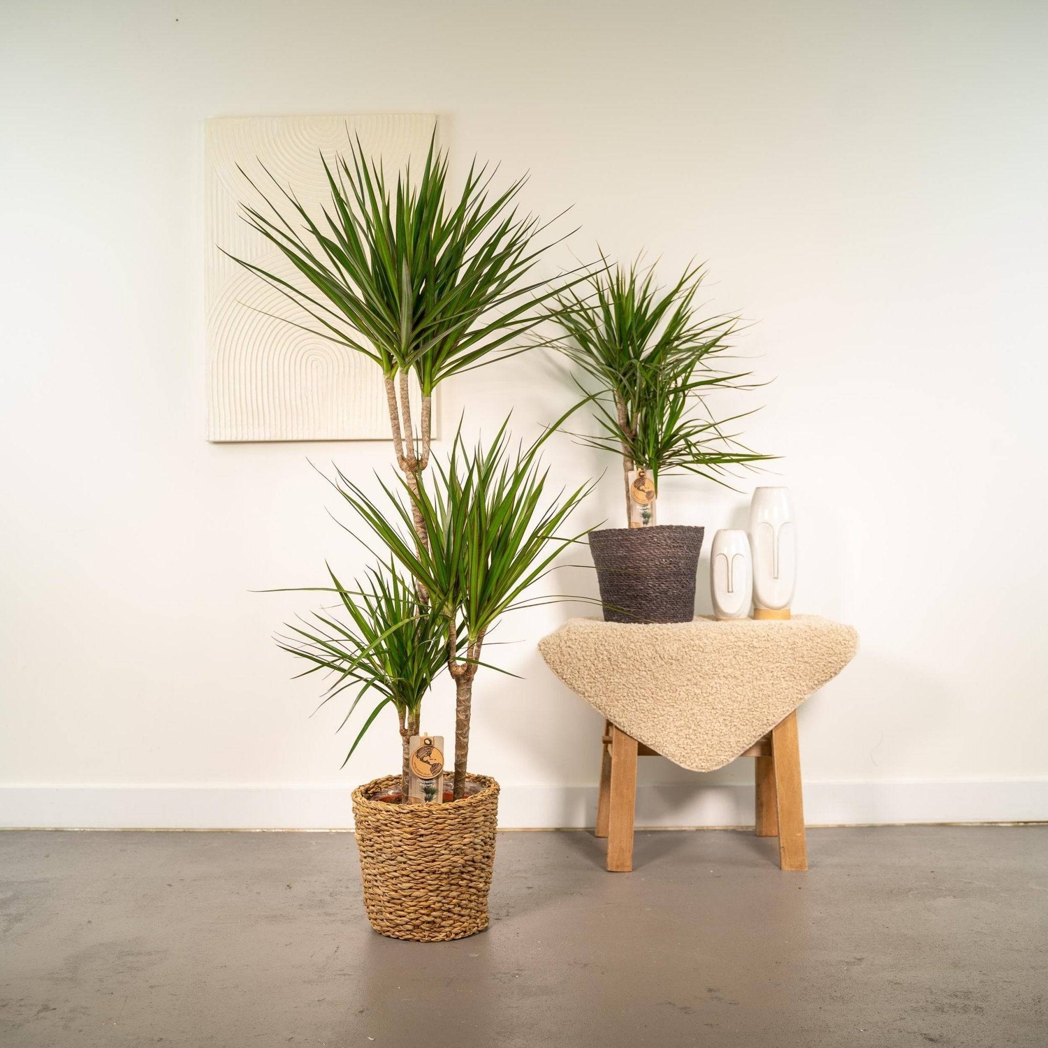 La Green Touch - Dracaena duo de plantes h120cm 120cm - Plante d'intérieur- La Green Touch - Image 3