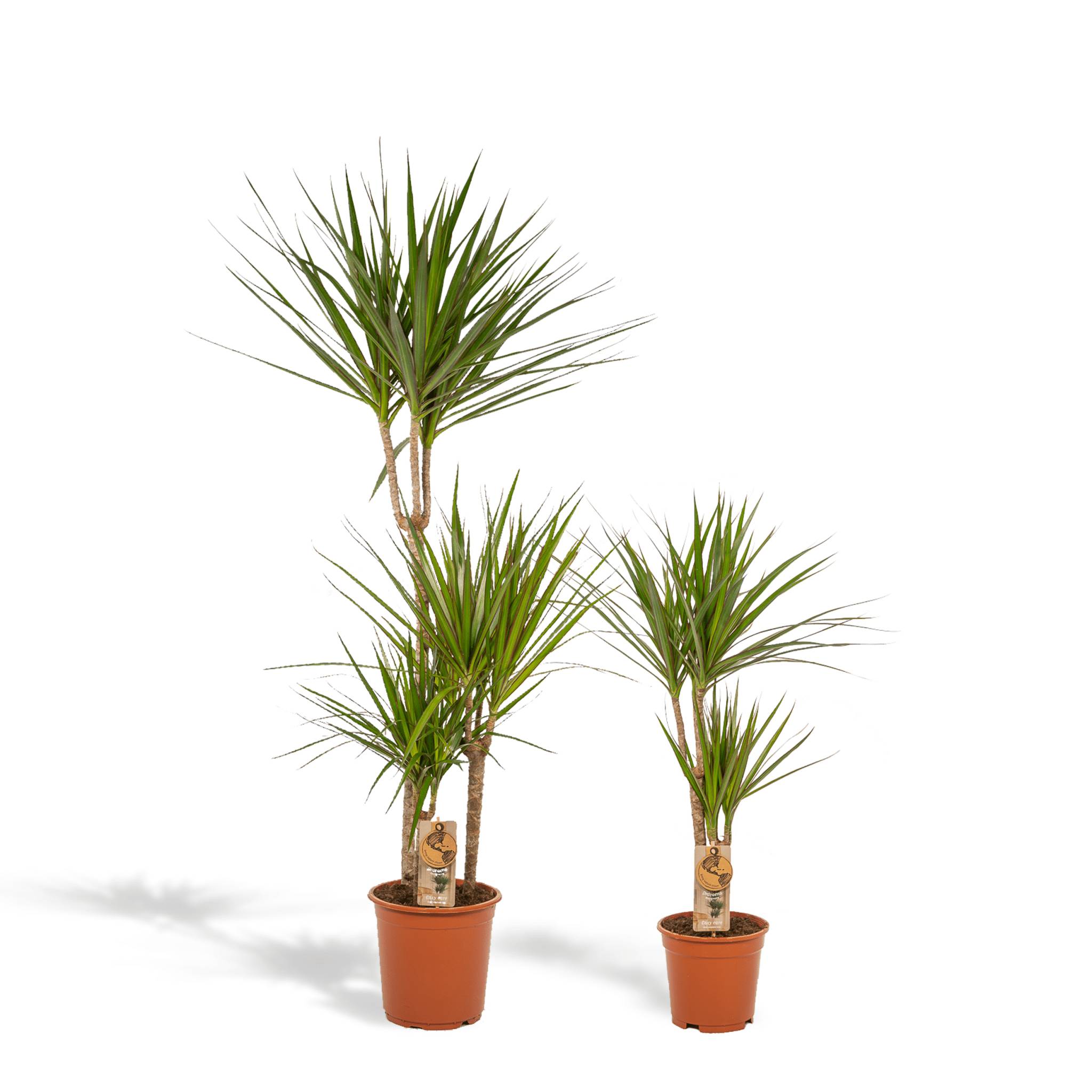 La Green Touch - Dracaena duo de plantes h120cm 120cm - Plante d'intérieur- La Green Touch - Image 1