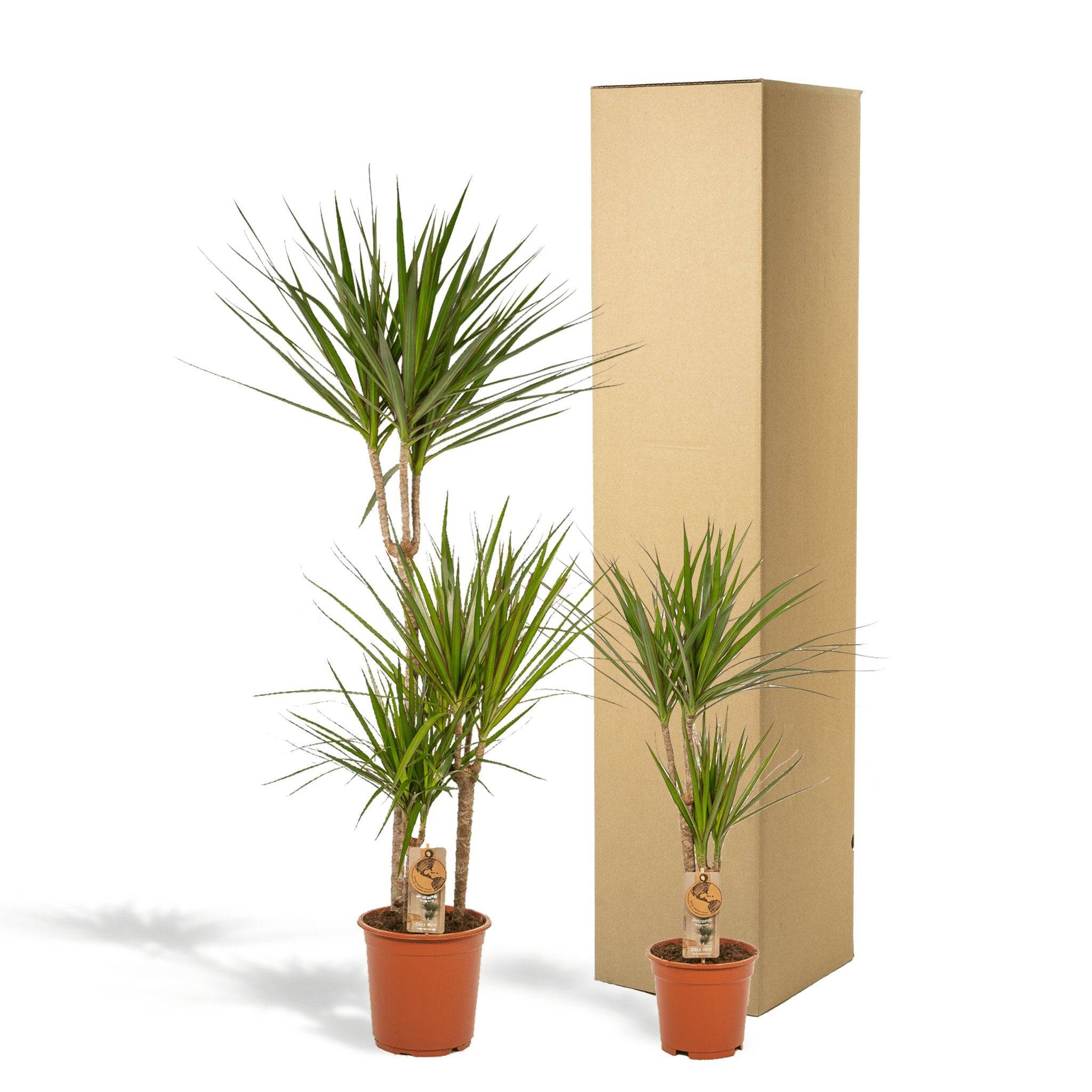 La Green Touch - Dracaena duo de plantes h120cm 120cm - Plante d'intérieur- La Green Touch - Image 5