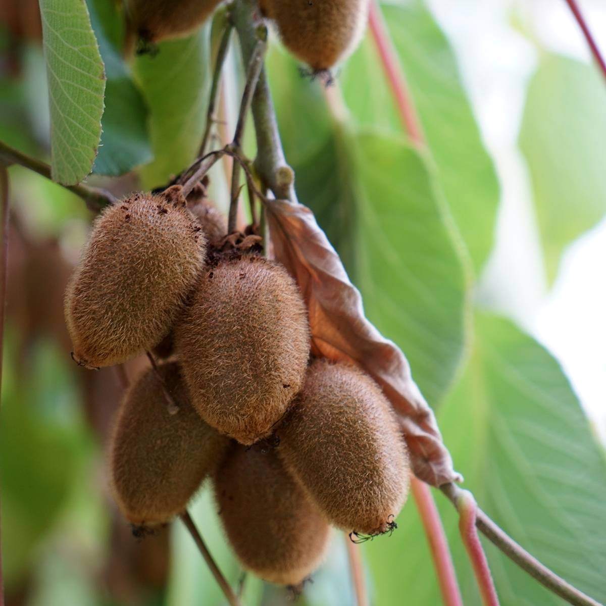 Kiwi - Actinidia deliciosa Kiwidoo Femelle Pot de 2L/3L